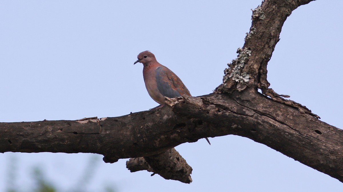Laughing Dove - ML22085151