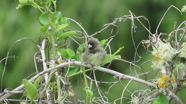Yellow-bellied Seedeater - ML220855391