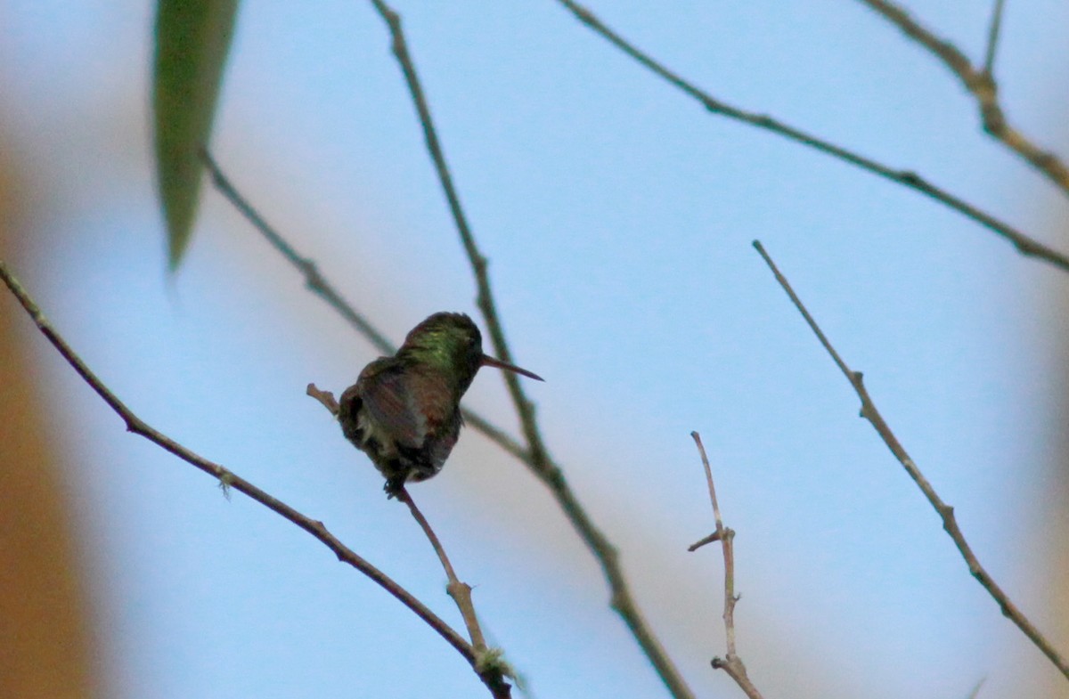 Copper-rumped Hummingbird - Jay McGowan
