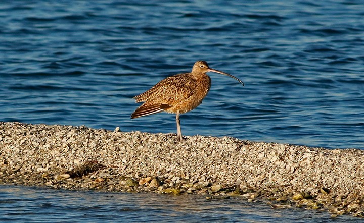 Long-billed Curlew - ML22085871