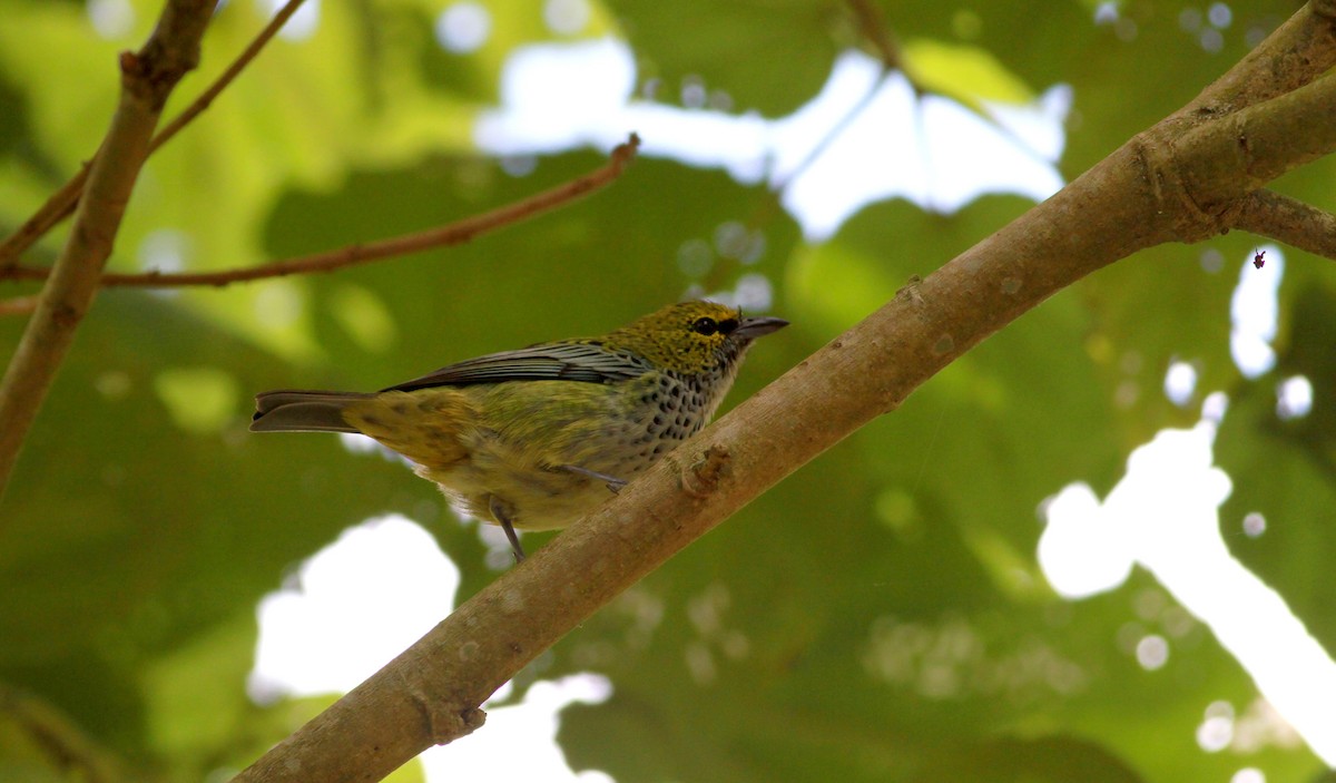 Speckled Tanager - ML22085891