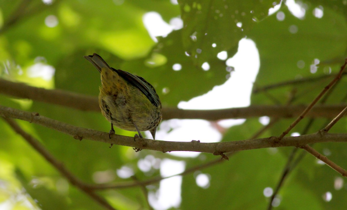Speckled Tanager - ML22085901