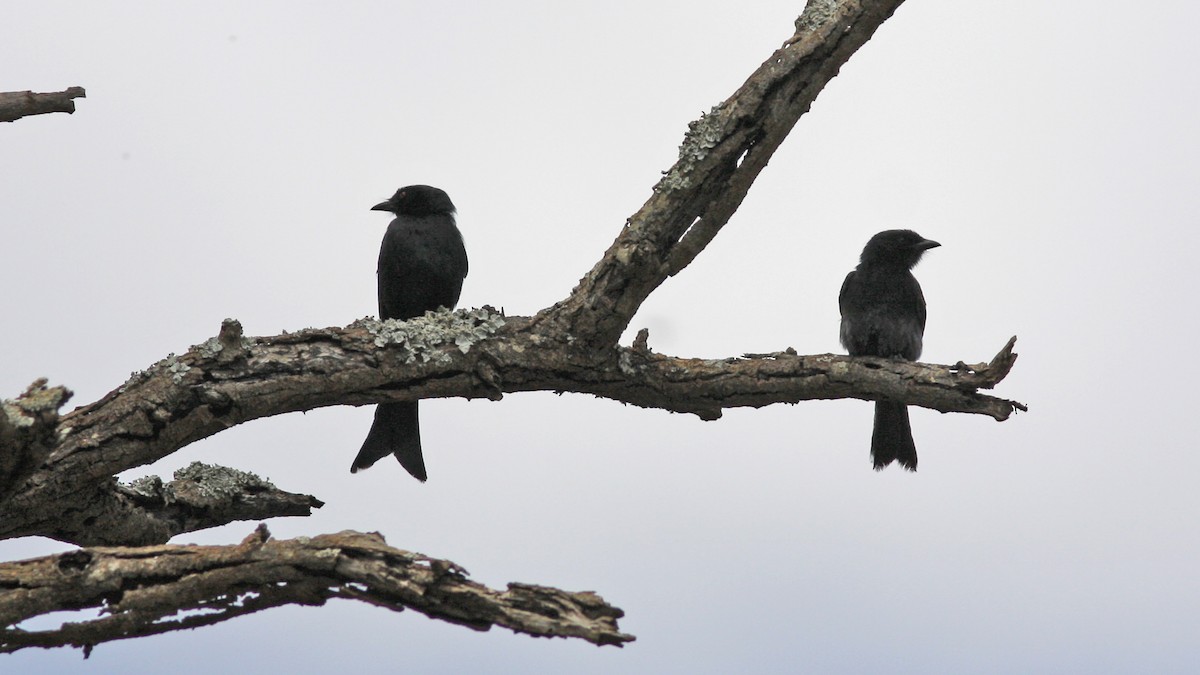 Fork-tailed Drongo - ML22085921