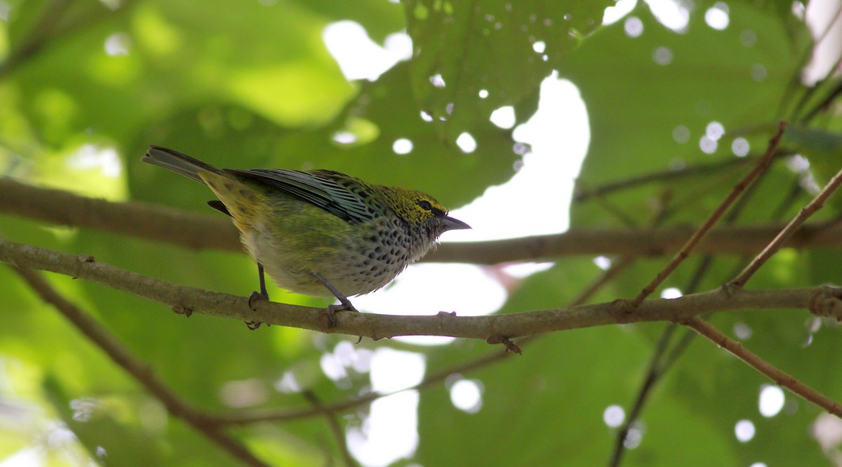 Speckled Tanager - ML22085951