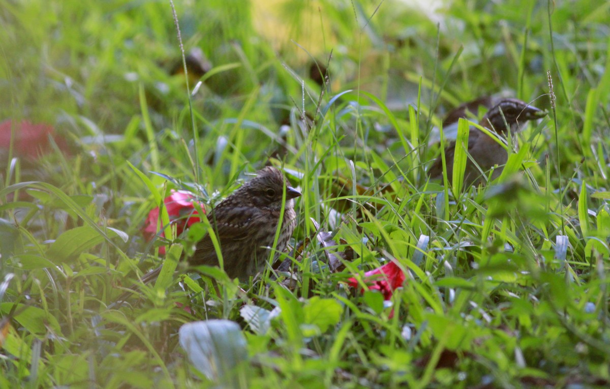 Rufous-collared Sparrow (Rufous-collared) - Jay McGowan