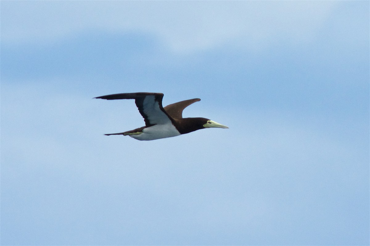 Brown Booby - ML22086761