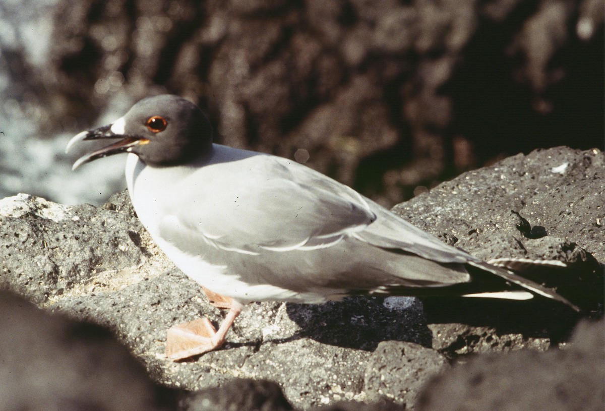 Swallow-tailed Gull - ML220869191