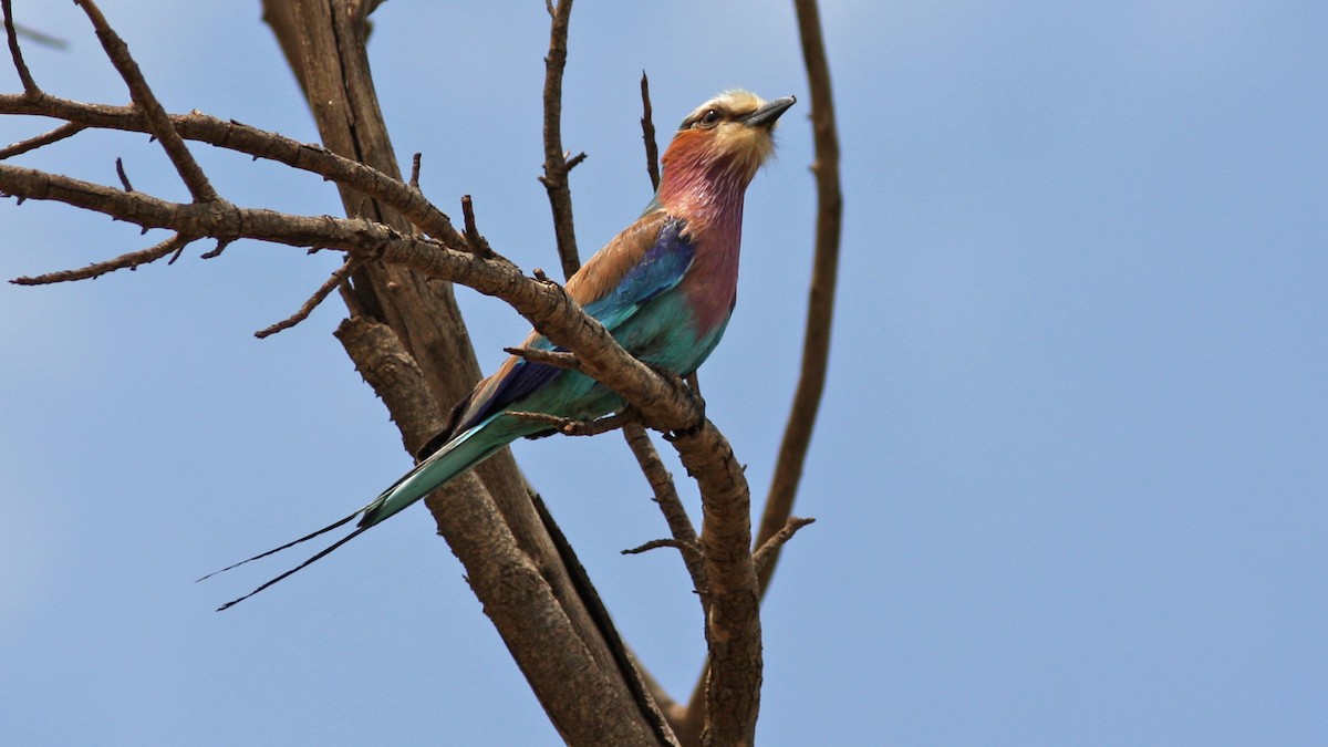 Lilac-breasted Roller - ML22086921