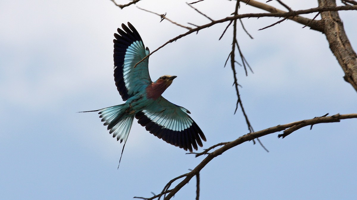 Lilac-breasted Roller - ML22086931