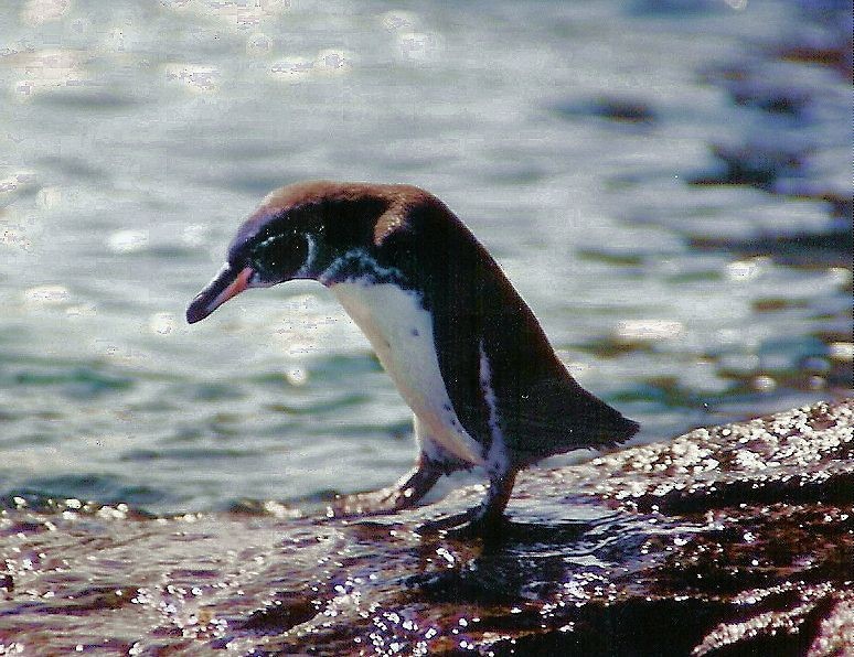 Galapagos Penguin - Francis Pease