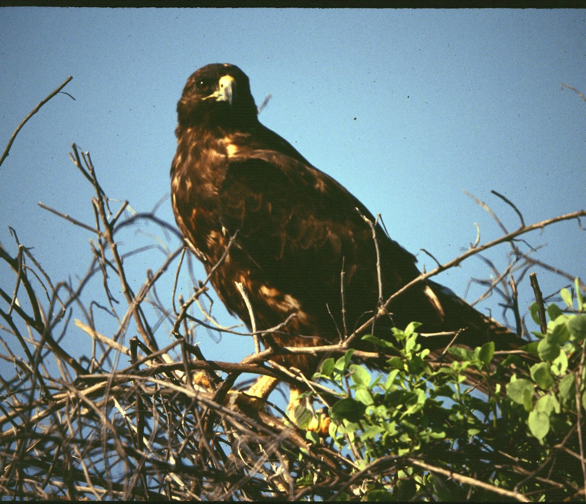Galapagos Hawk - Francis Pease