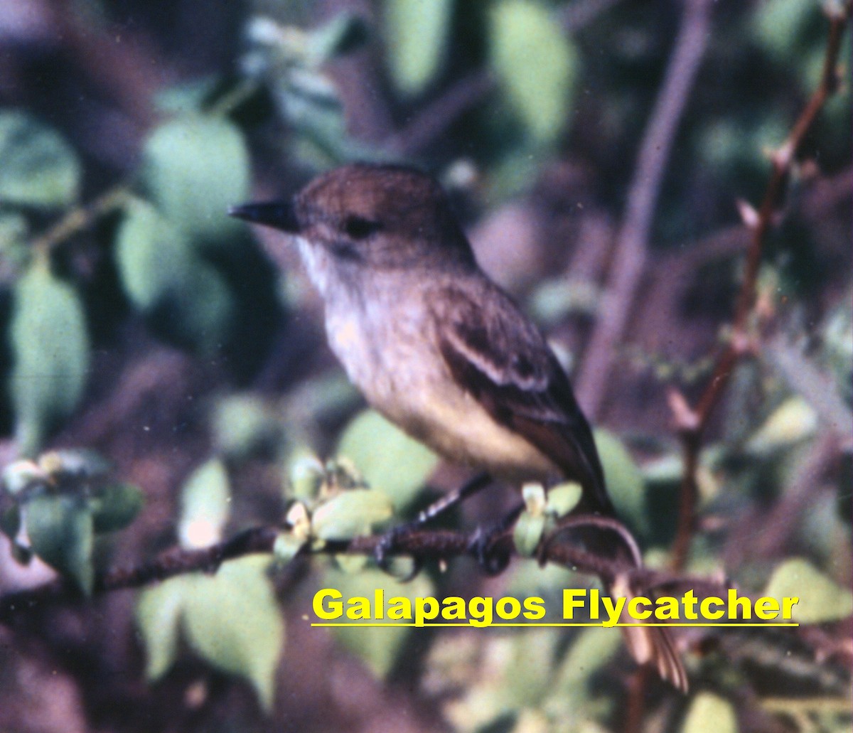 Galapagos Flycatcher - Francis Pease