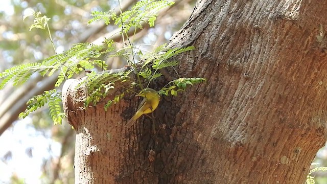 Tickell's Leaf Warbler (Tickell's) - ML220870041