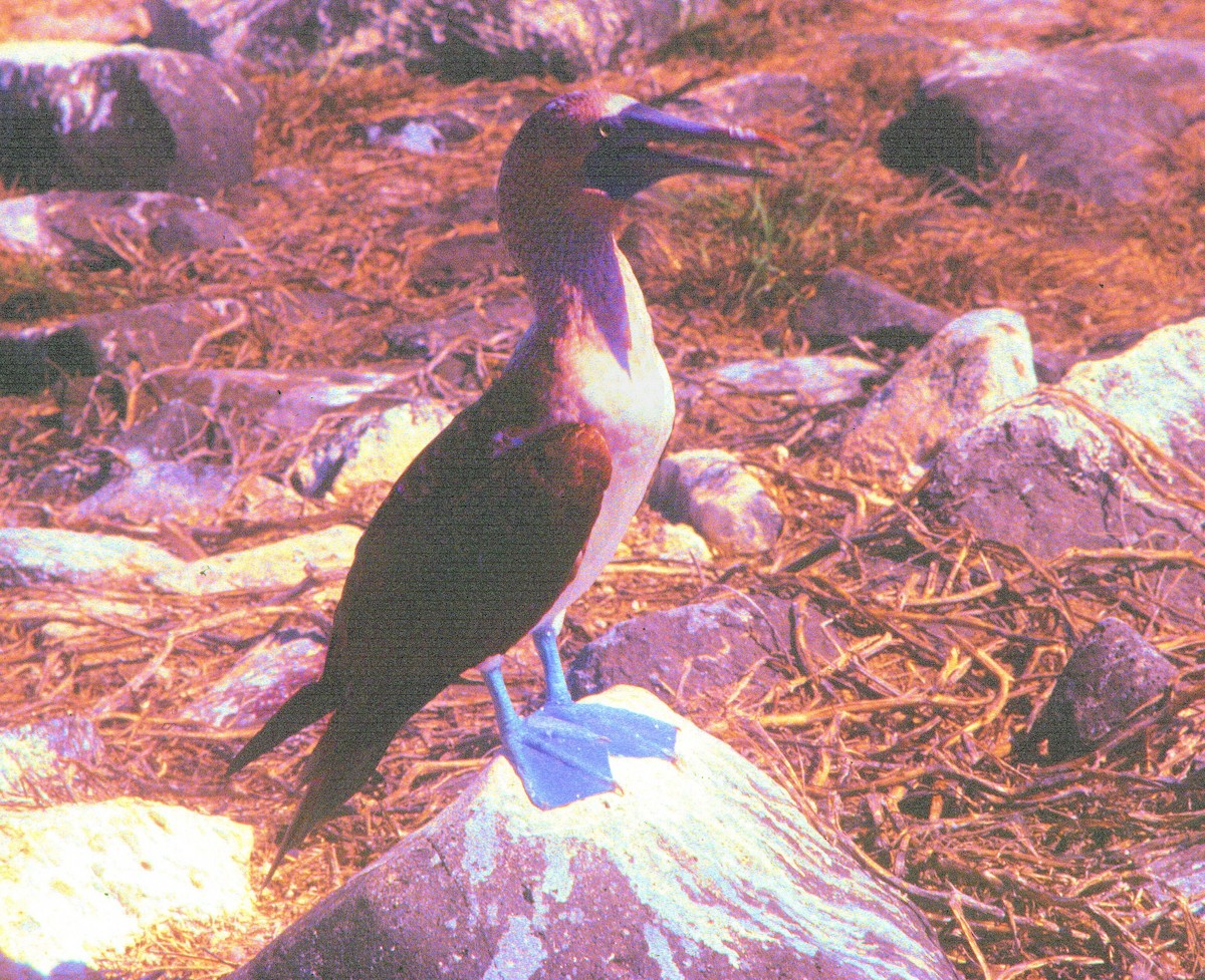 Blue-footed Booby - Francis Pease