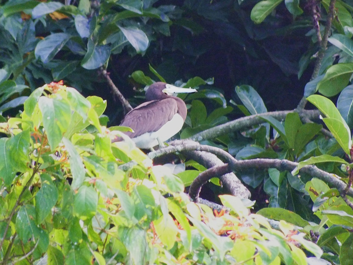 Brown Booby - ML220871371