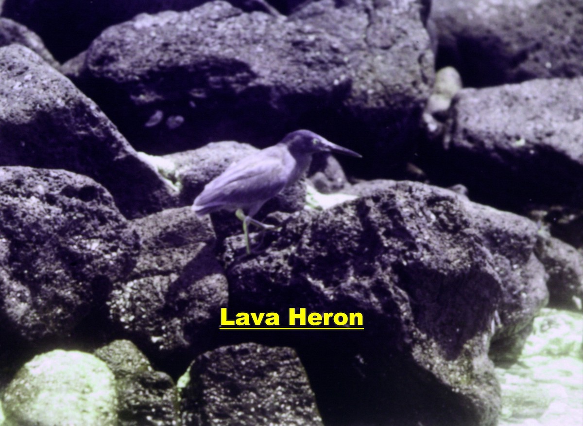 Striated Heron (Galapagos) - Francis Pease