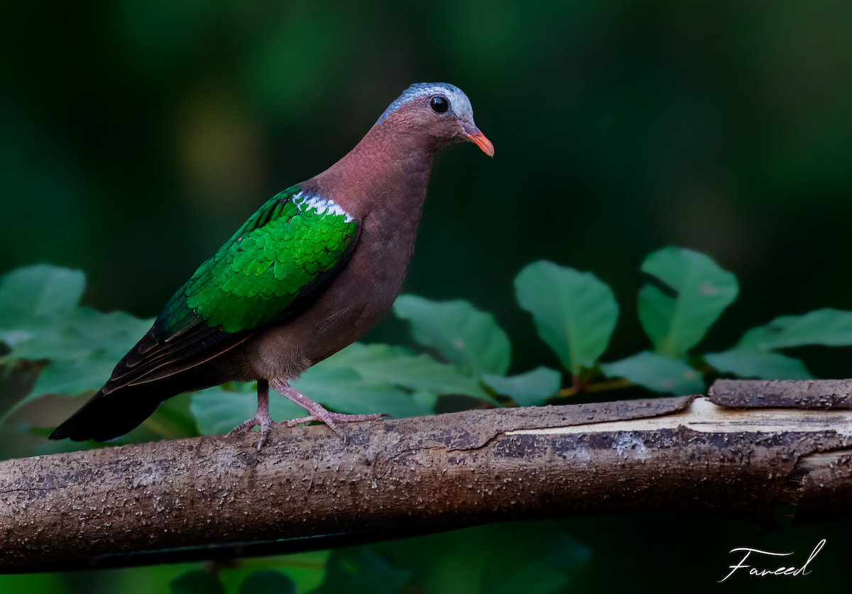 Asian Emerald Dove - Fareed Mohmed
