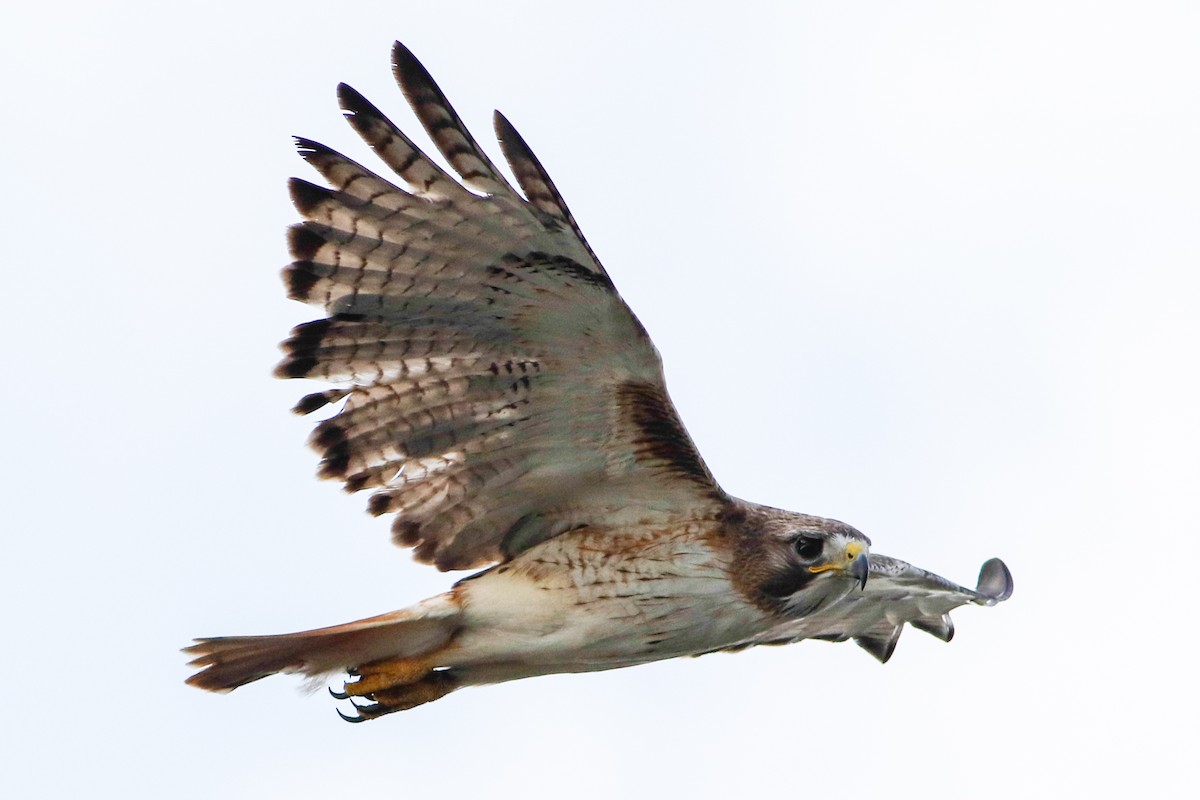 Red-tailed Hawk (fuertesi) - ML220888921