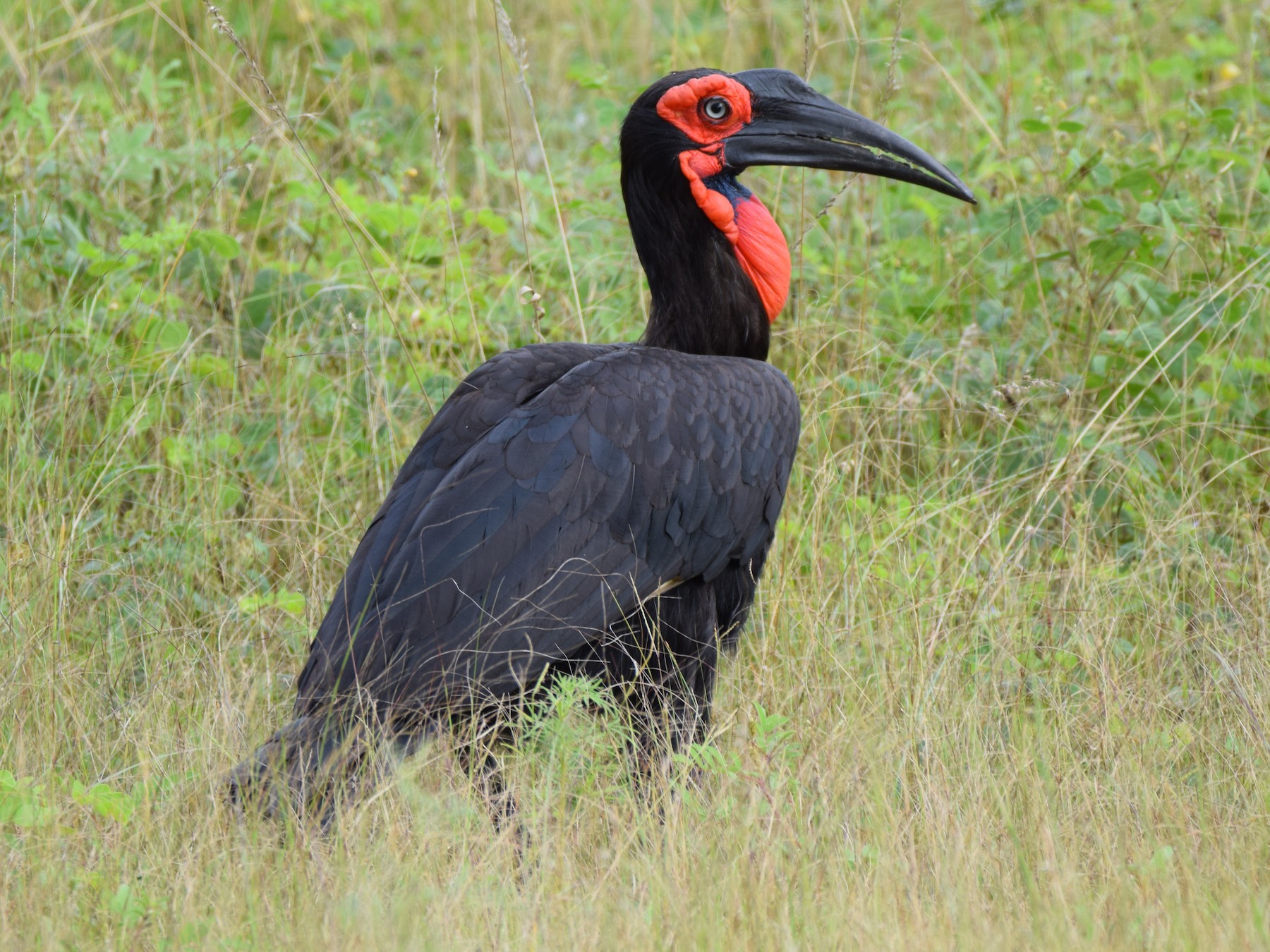 Southern Ground-Hornbill - Ryne Rutherford