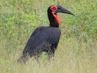  - Southern Ground-Hornbill