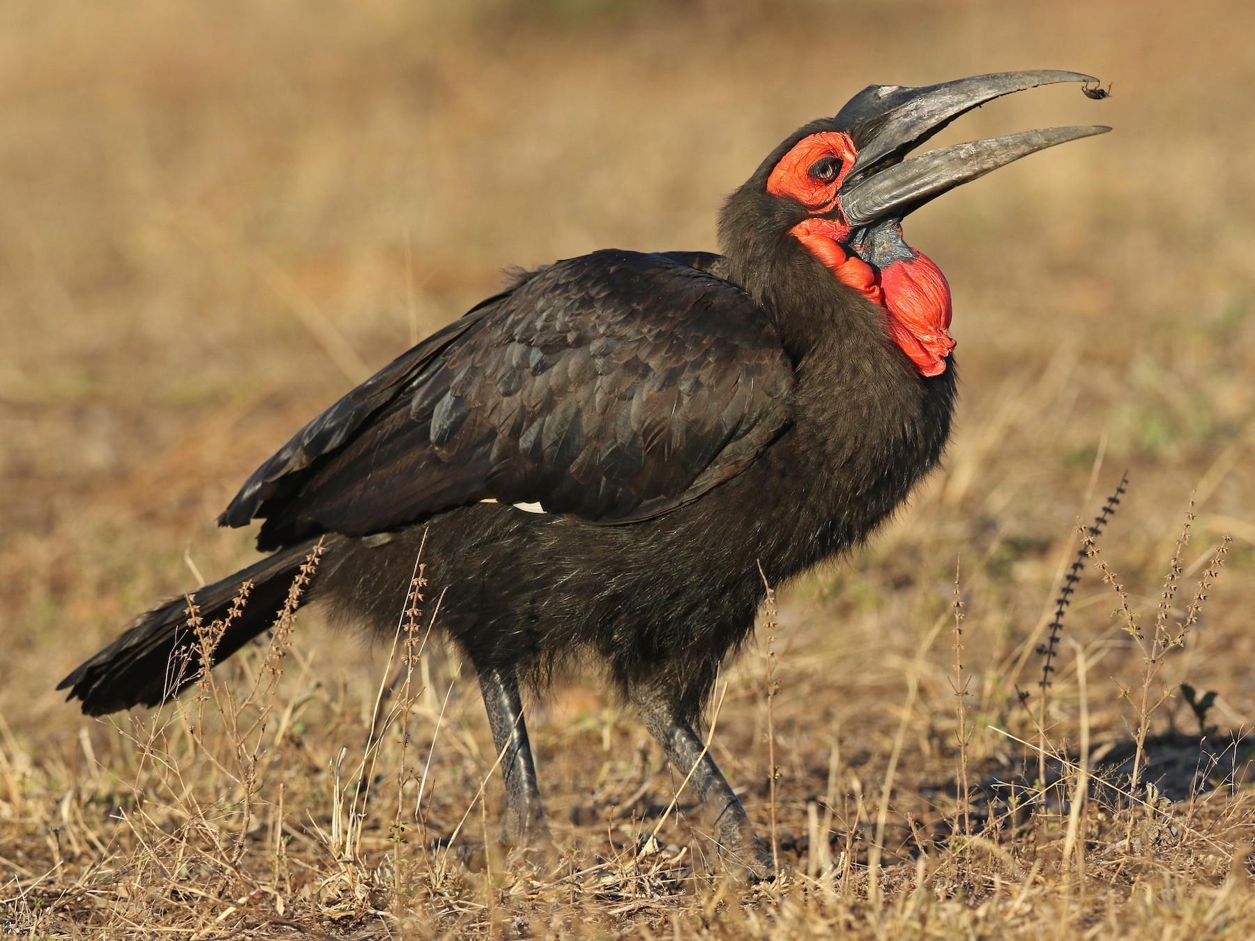 Southern GroundHornbill eBird