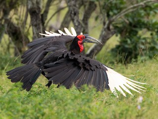  - Southern Ground-Hornbill