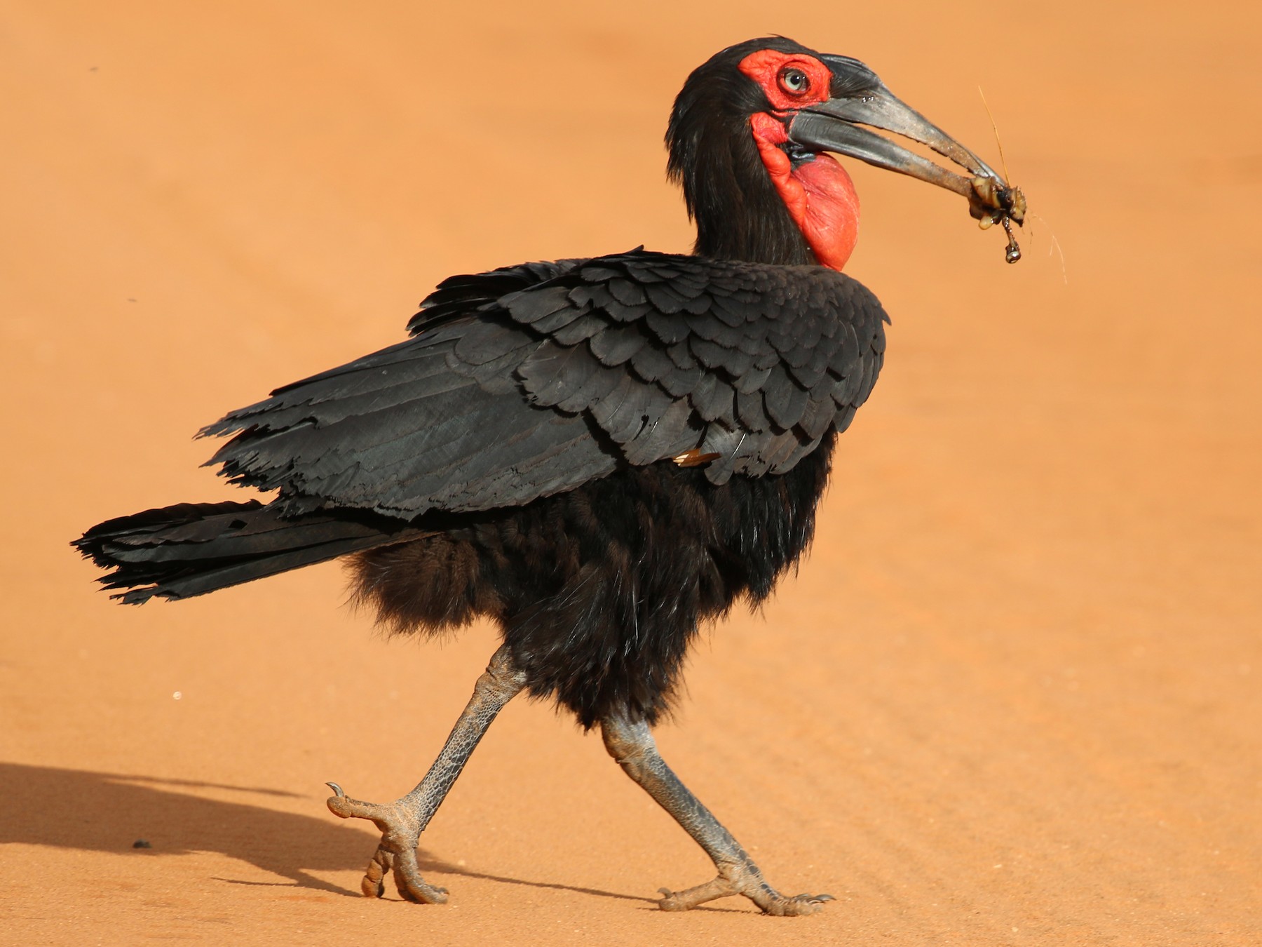 Southern Ground-Hornbill - Oliver Fowler