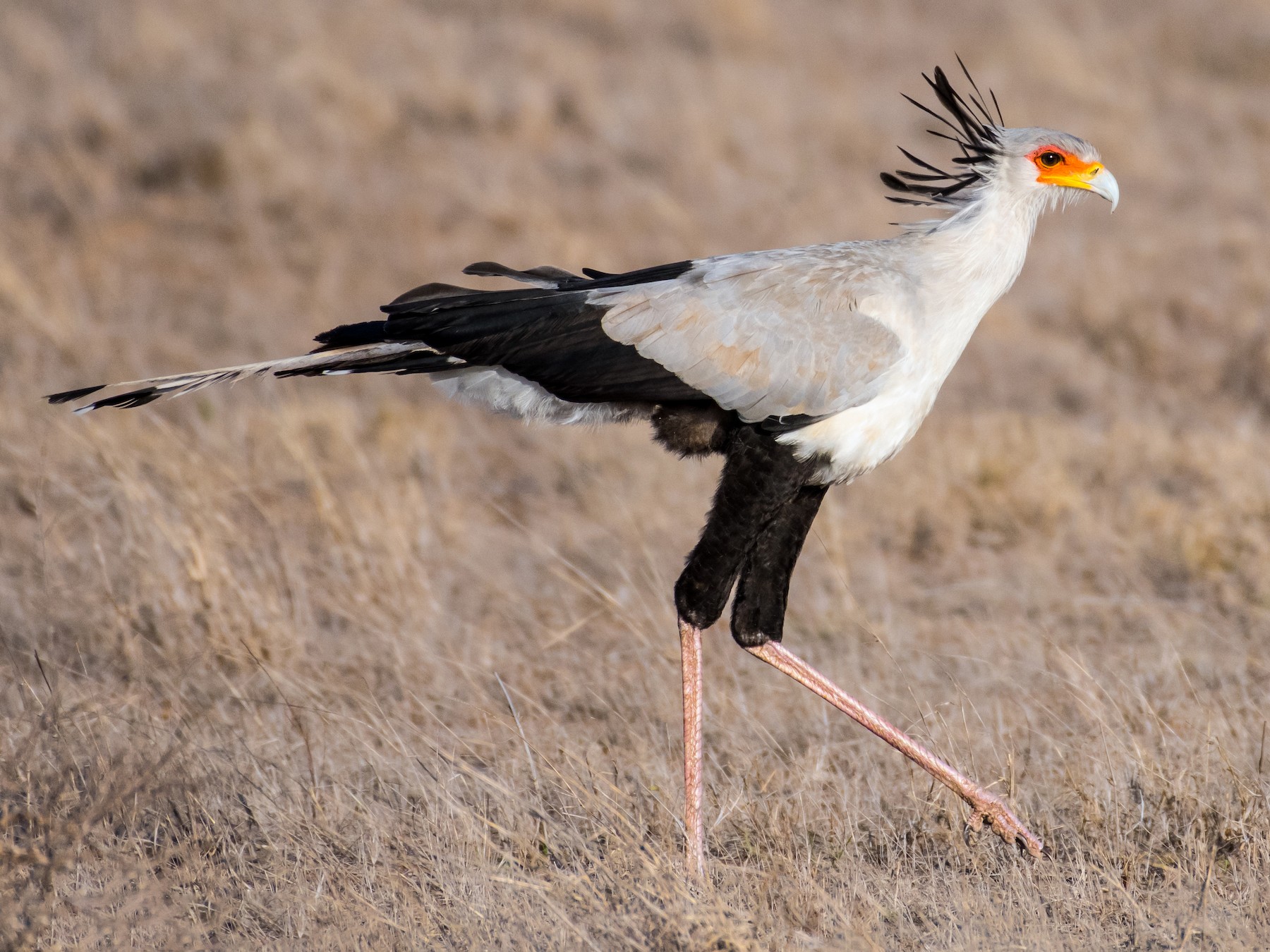 Secretary bird, facts and photos