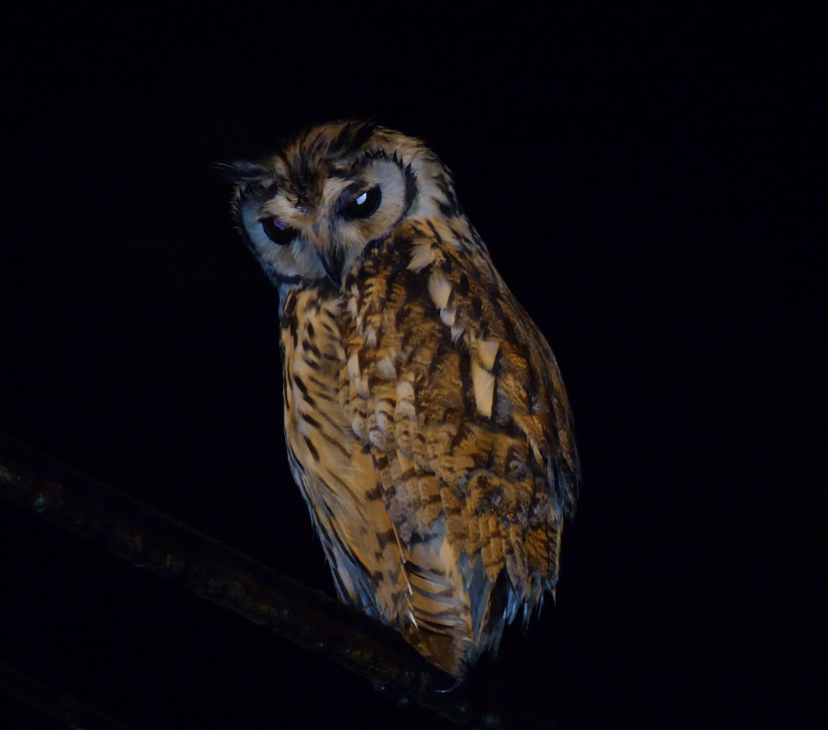 Striped Owl - ML220892351