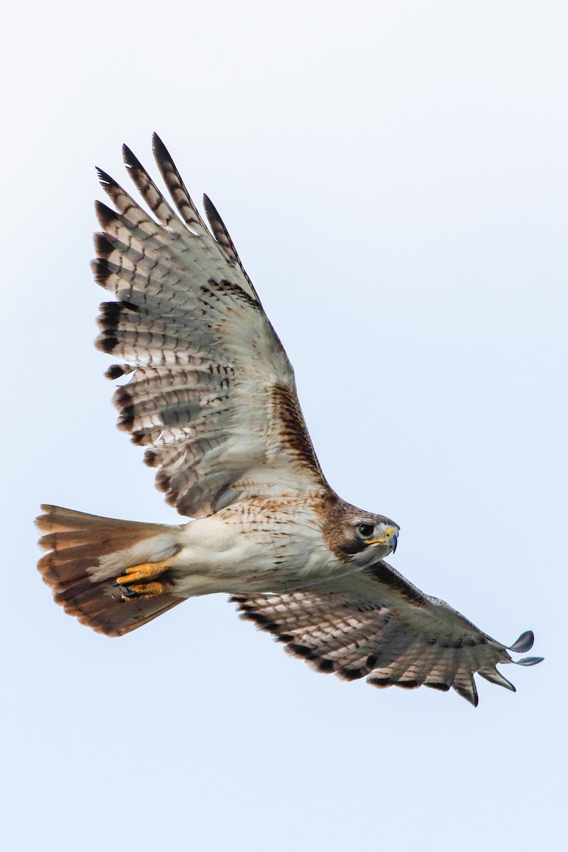 Red-tailed Hawk (fuertesi) - ML220893561