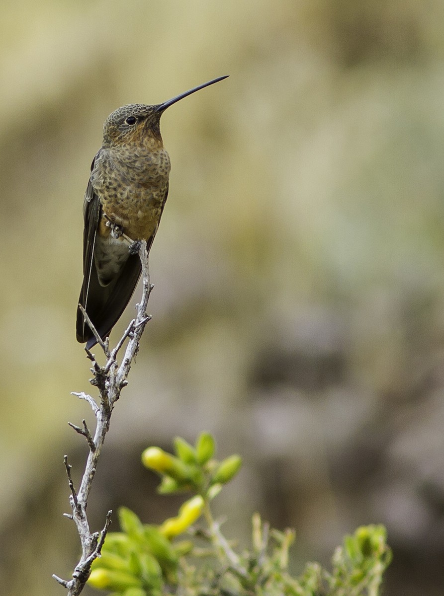 Giant Hummingbird - Sayam U. Chowdhury