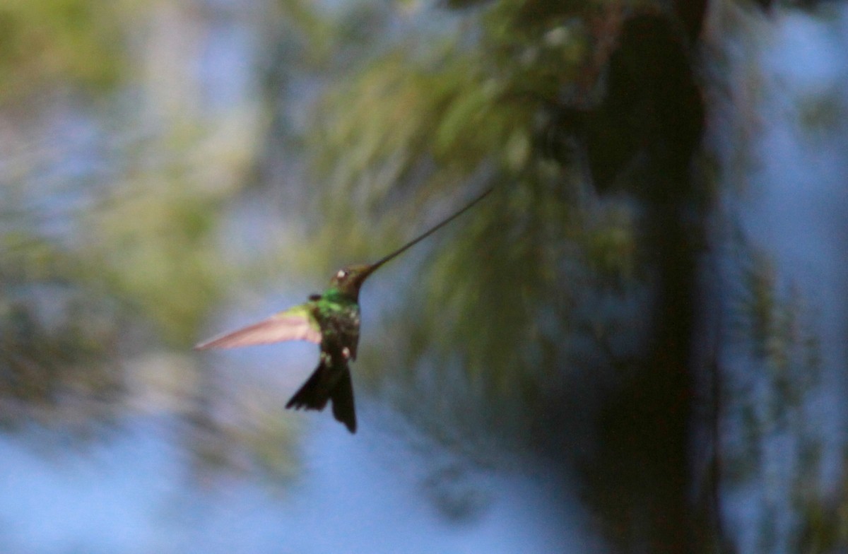 Sword-billed Hummingbird - Jay McGowan