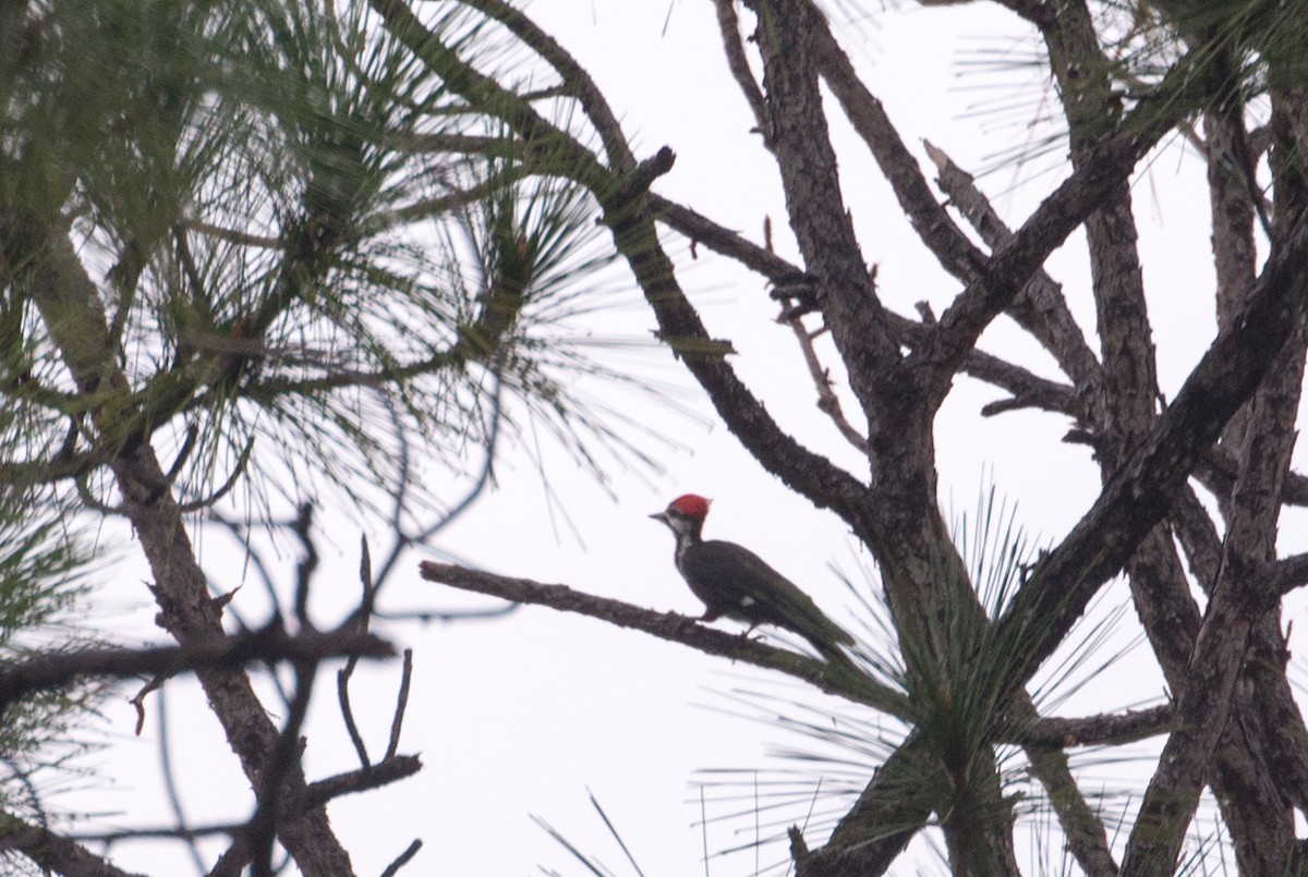 Pileated Woodpecker - ML22089831