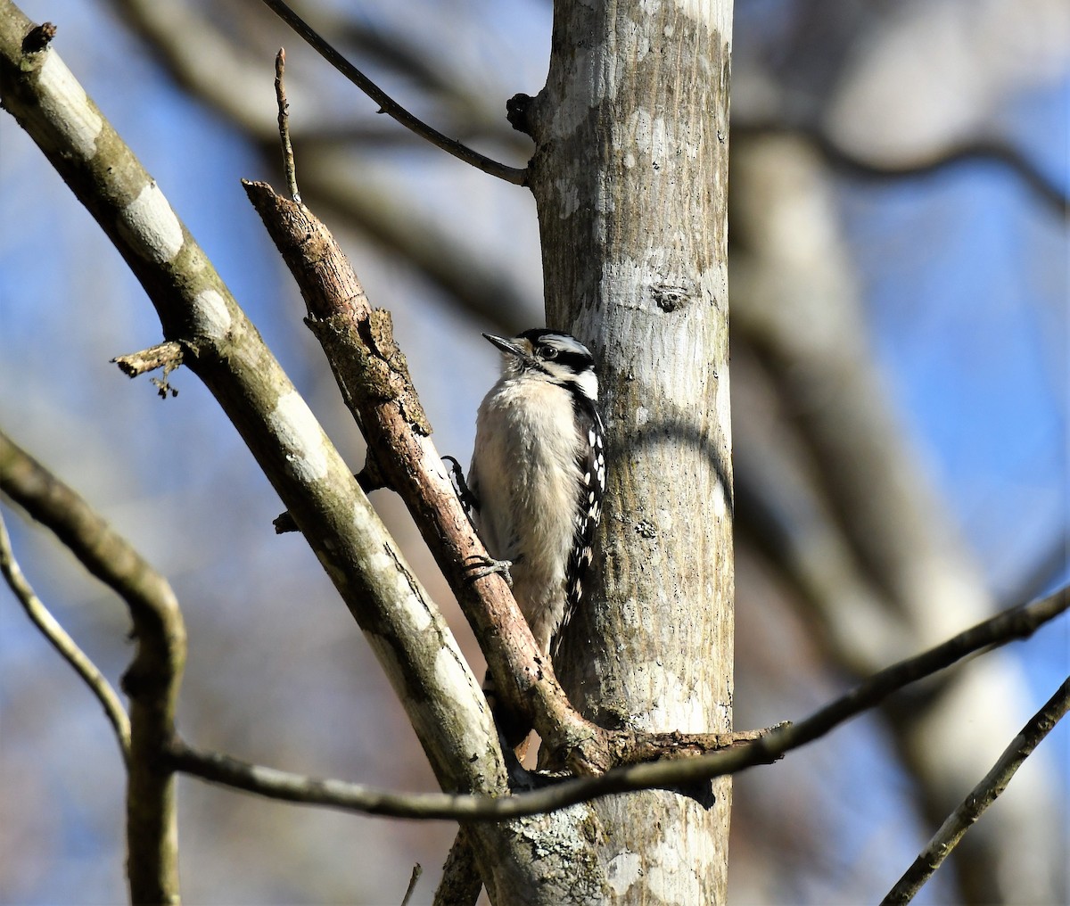 Downy Woodpecker (Eastern) - Joe Girgente