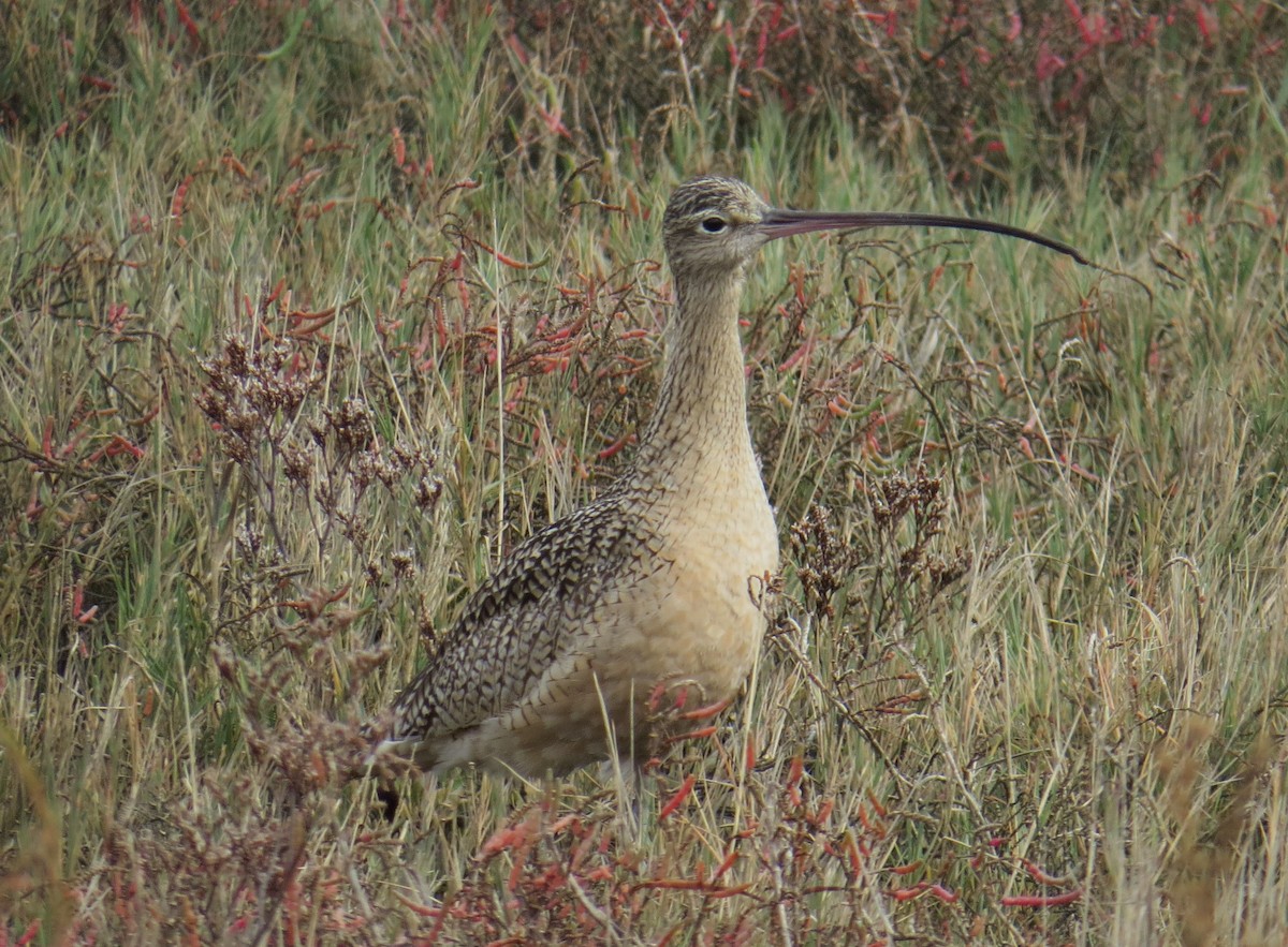 Long-billed Curlew - Chris O'Connell