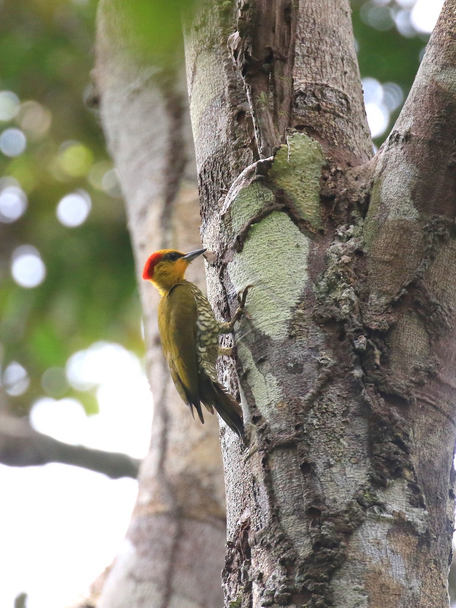 Yellow-throated Woodpecker - Denis Tétreault