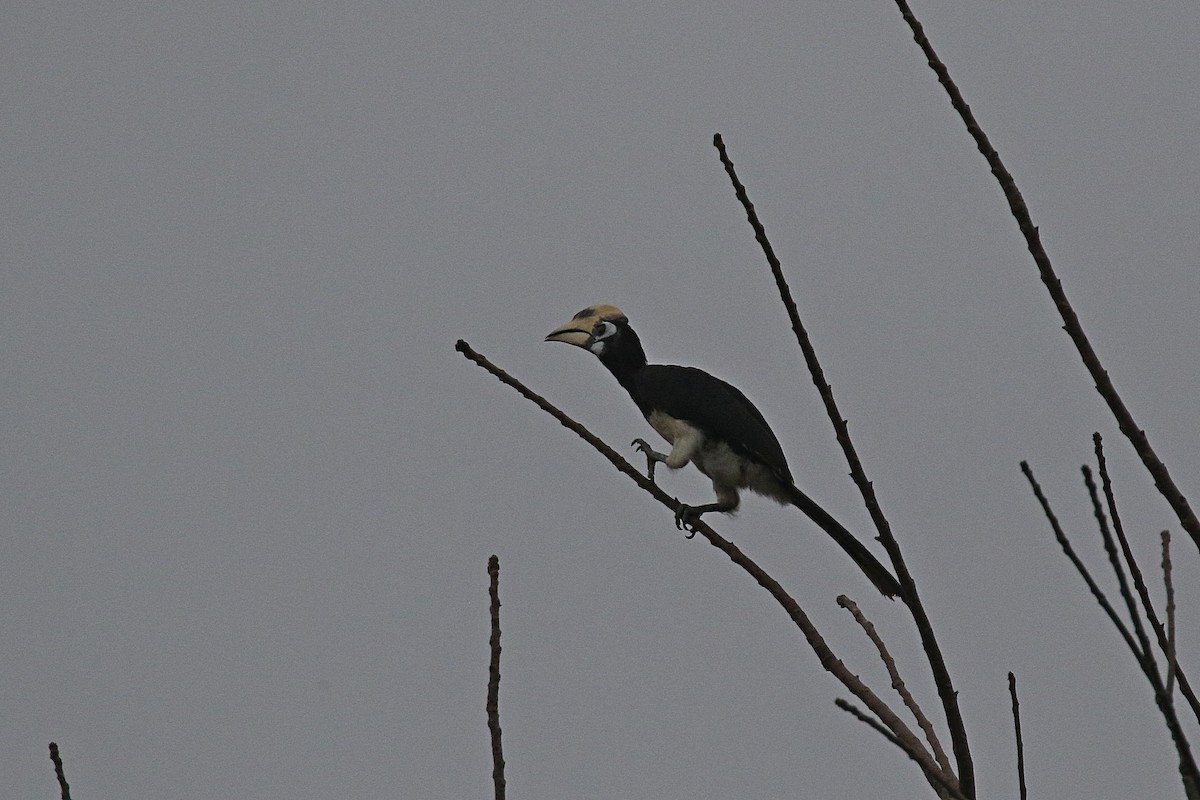 Oriental Pied-Hornbill - Laval Roy
