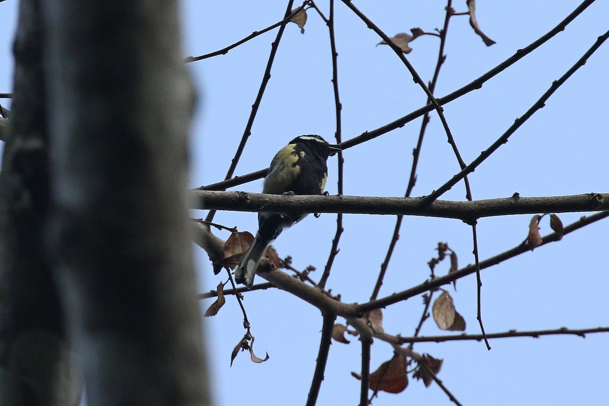 Green-backed Tit - ML220911741