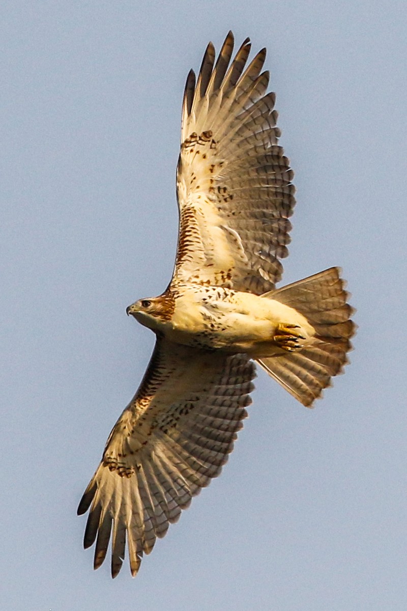 Red-tailed Hawk (fuertesi) - ML220912381