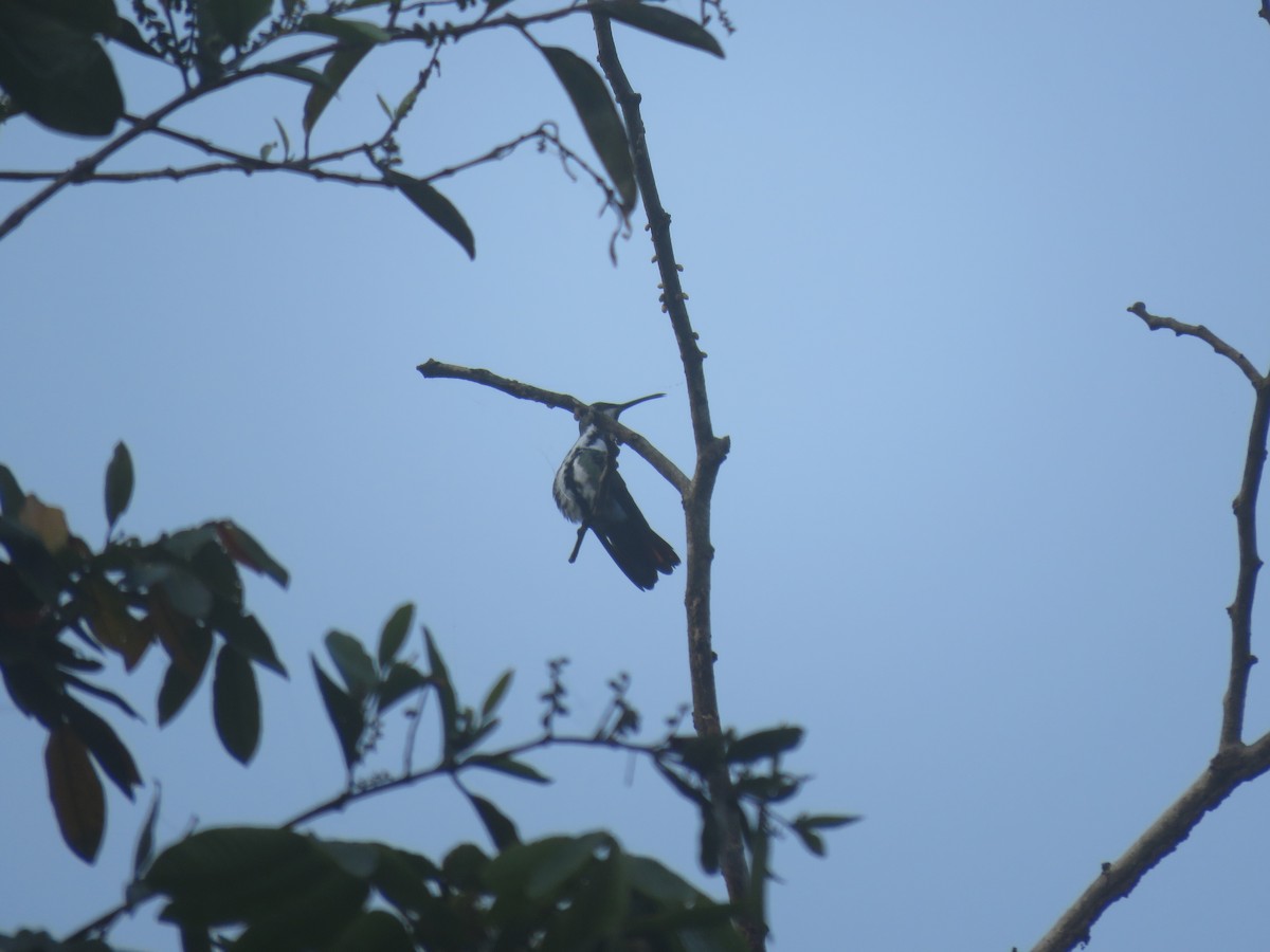 kolibřík tropický - ML220912771