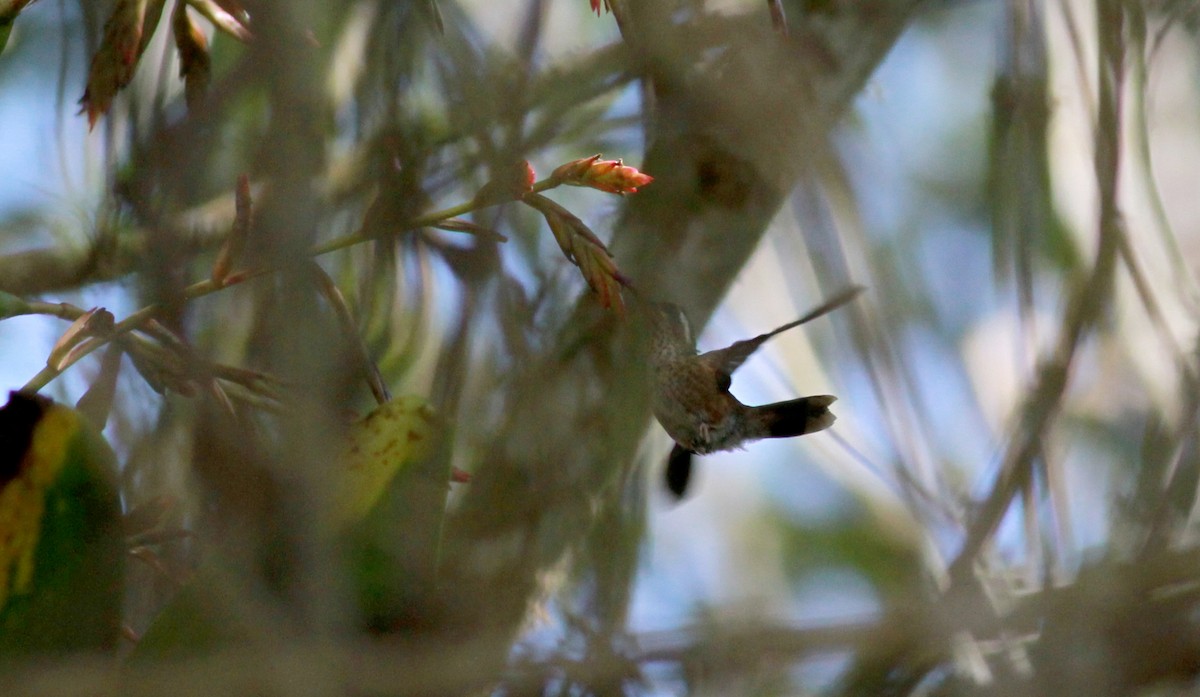 Speckled Hummingbird (melanogenys Group) - ML22091601