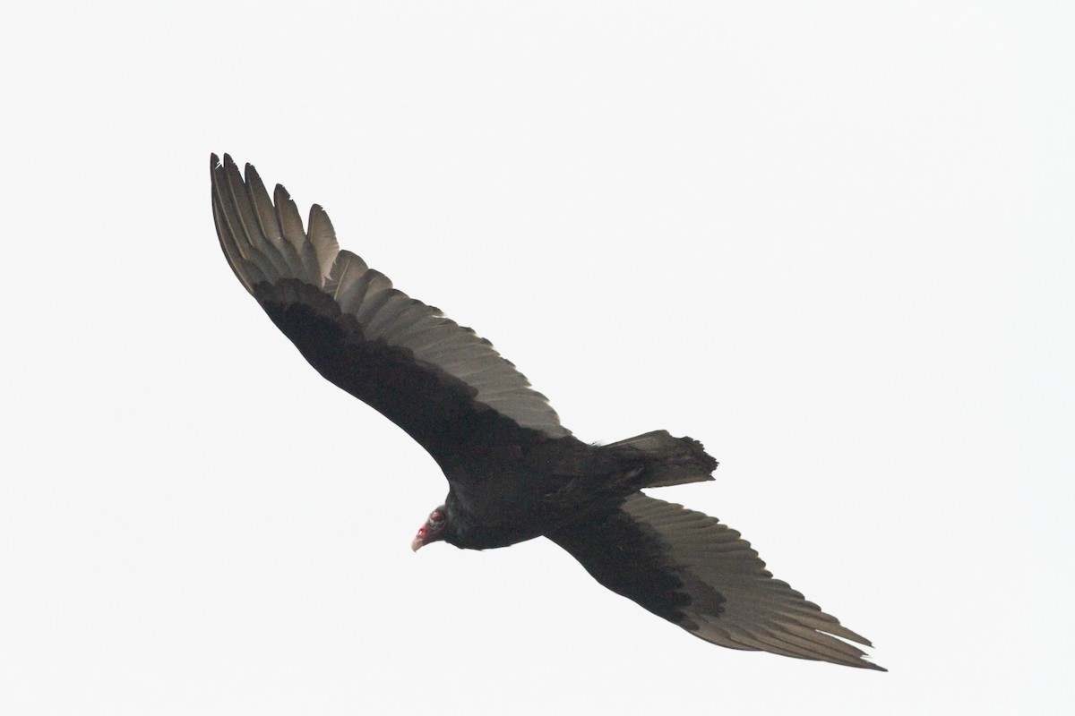 Turkey Vulture - ML220916751