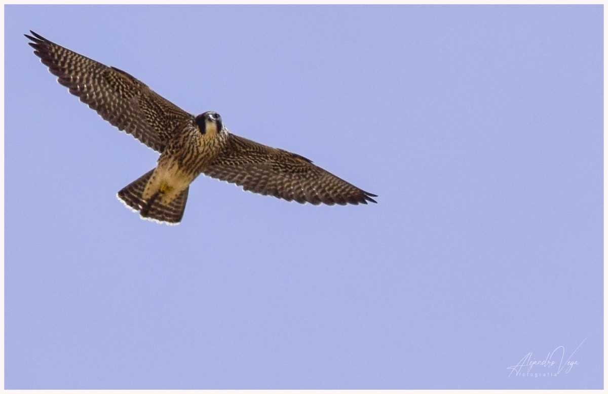 Peregrine Falcon - alejandro vega