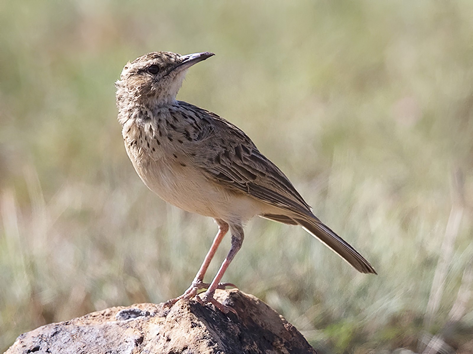 Short-clawed Lark - Niall D Perrins