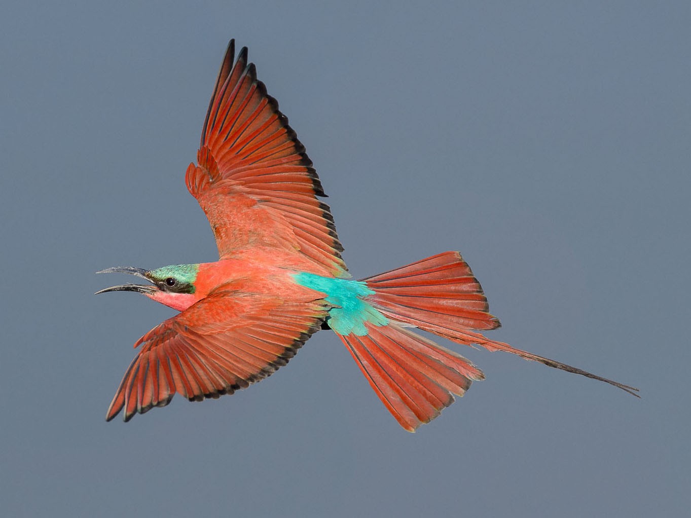 Southern Carmine Bee-eater - Albert Froneman