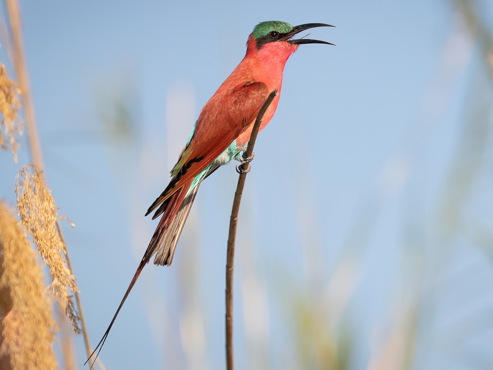 Southern Carmine Bee-eater - Jason Boyce