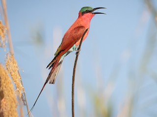  - Southern Carmine Bee-eater