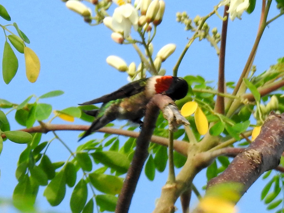 Ruby-throated Hummingbird - ML220920991