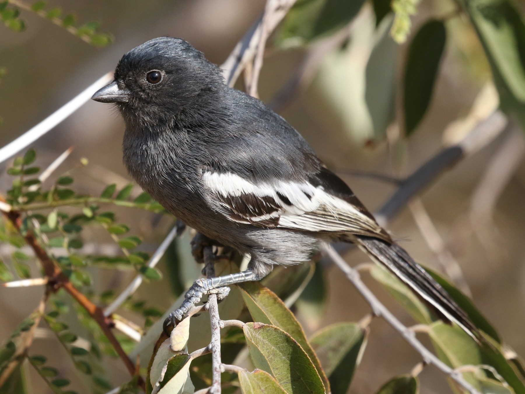 Southern Black-Tit - eBird