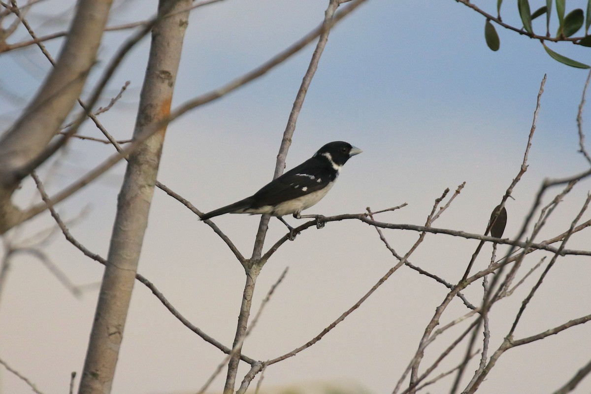 White-naped Seedeater - ML220921871